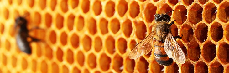 bees_731x235.jpg